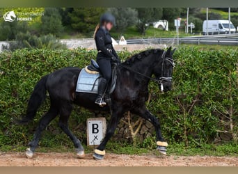 Menorquiner, Wallach, 17 Jahre, 165 cm, Rappe