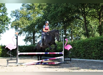 Menorquiner, Wallach, 5 Jahre, 170 cm, Rappe