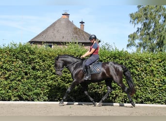 Menorquiner, Wallach, 5 Jahre, 170 cm, Rappe