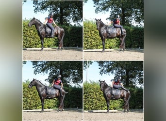 Menorquiner, Wallach, 5 Jahre, 170 cm, Rappe