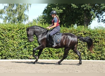 Menorquiner, Wallach, 5 Jahre, 170 cm, Rappe