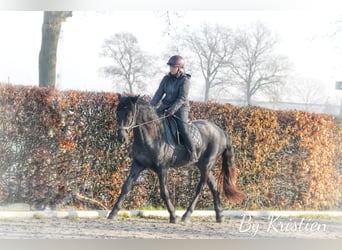 Menorquiner, Wallach, 5 Jahre, 170 cm, Rappe