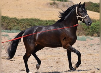 Menorquiner, Wallach, 7 Jahre, 154 cm, Rappe