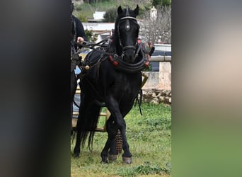 Menorquiner, Wallach, 9 Jahre, 159 cm, Rappe