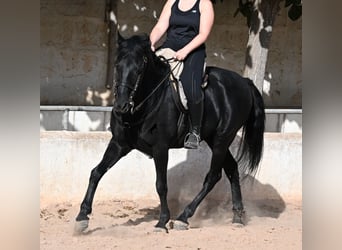 Menorquiner, Wallach, 9 Jahre, 159 cm, Rappe