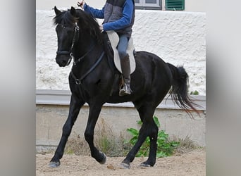Menorquiner, Wallach, 9 Jahre, 165 cm, Rappe