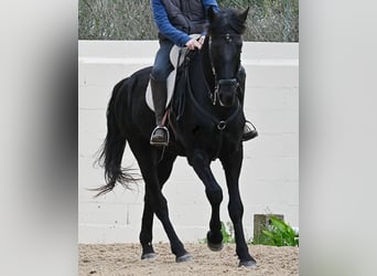 Menorquiner, Wallach, 9 Jahre, 165 cm, Rappe