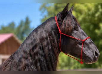 Mérens, Étalon, 2 Ans, Noir