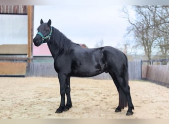 Mérens, Étalon, 4 Ans, 152 cm