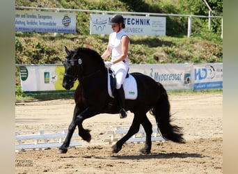 Mérens, Étalon, 9 Ans, 150 cm, Noir