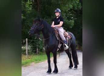 Merens, Wallach, 3 Jahre, 14,2 hh, Rappe