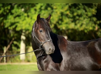 Merens, Wallach, 3 Jahre, 14,2 hh, Rappe