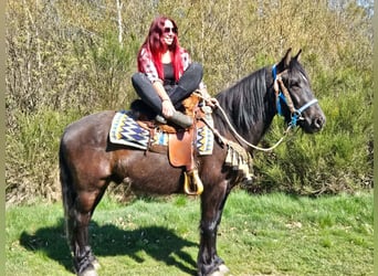 Mérens Mix, Gelding, 4 years, 15.1 hh, Black