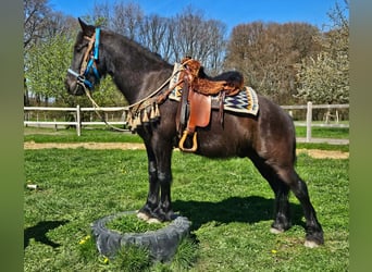 Mérens Mix, Gelding, 4 years, 15,1 hh, Black