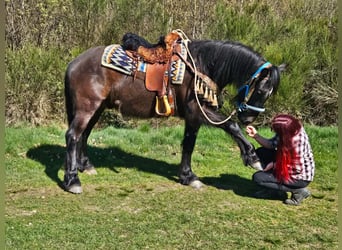 Mérens Mix, Gelding, 4 years, 15,1 hh, Black