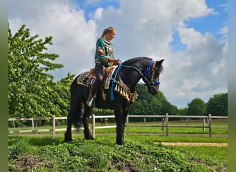 Mérens, Gelding, 6 years, 14.3 hh, Black