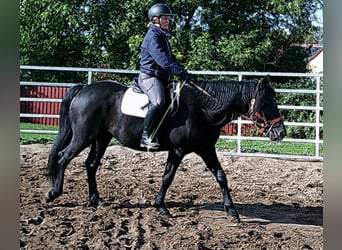 Mérens Mix, Gelding, 8 years, 14.2 hh, Black Mérens Mix, Gelding, 8 years, 14.2 hh, Black