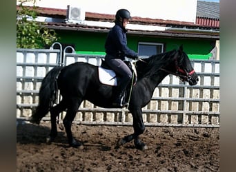 Mérens Mix, Gelding, 8 years, 14.2 hh, Black Mérens Mix, Gelding, 8 years, 14.2 hh, Black