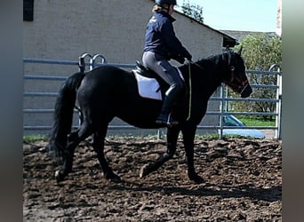 Mérens Mix, Gelding, 8 years, 14.2 hh, Black Mérens Mix, Gelding, 8 years, 14.2 hh, Black