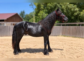 Merens, Hengst, 2 Jahre, Rappe