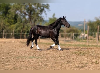 Merens, Hengst, 3 Jahre, Rappe