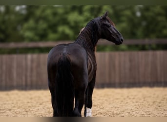 Merens, Hengst, 3 Jahre, Rappe