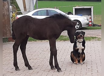 Merens, Hengst, 11 Jaar, 152 cm, Zwart