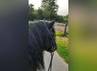 Mérens, Hingst, 8 år, 150 cm, Svart