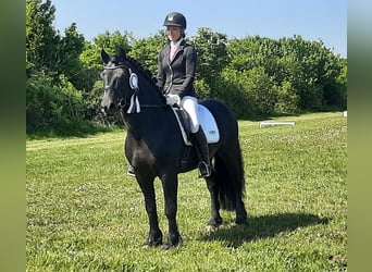 Mérens, Hingst, 8 år, 150 cm, Svart