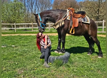 Mérens Croisé, Hongre, 4 Ans, 155 cm, Noir