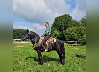 Mérens, Hongre, 6 Ans, 151 cm, Noir