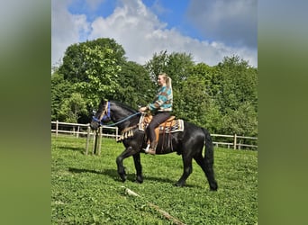 Mérens, Hongre, 6 Ans, 151 cm, Noir