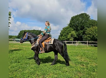Mérens, Hongre, 6 Ans, 151 cm, Noir