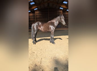Mérens, Jument, 2 Ans, Noir
