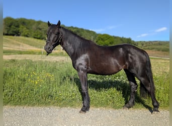 Mérens, Jument, 2 Ans, Noir