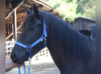 Mérens, Jument, 3 Ans, 148 cm, Noir
