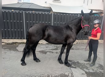 Mérens, Jument, 3 Ans, 153 cm, Noir