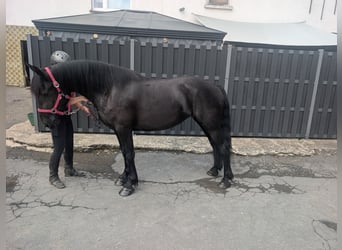 Mérens, Jument, 3 Ans, 153 cm, Noir