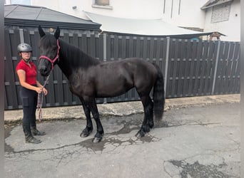 Mérens, Jument, 3 Ans, 153 cm, Noir