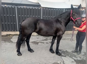 Mérens, Jument, 3 Ans, 153 cm, Noir