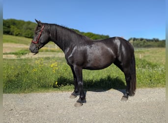 Mérens, Jument, 4 Ans, 147 cm, Noir