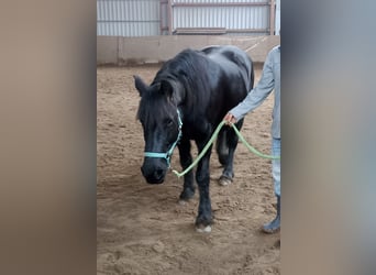 Mérens, Mare, 12 years, 14.2 hh, Black