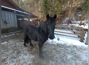 Mérens, Mare, 13 years, 14.2 hh, Black