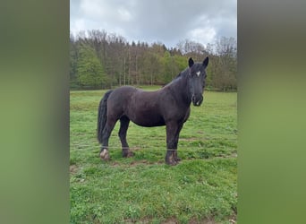 Mérens, Mare, 15 years, 15 hh, Black