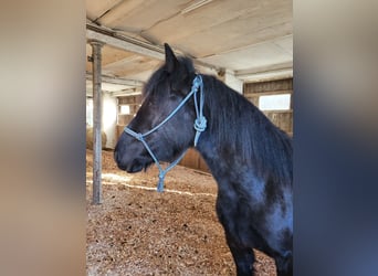 Mérens, Mare, 2 years, 14.1 hh, Black