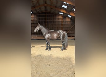 Mérens, Mare, 3 years, 14,1 hh, Black