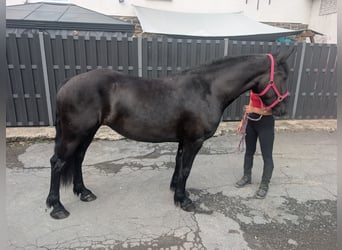 Mérens, Mare, 3 years, 15 hh, Black