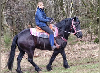 Mérens, Mare, 5 years, 15.1 hh, Black