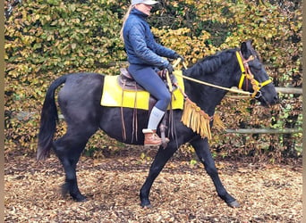 Mérens Mix, Mare, 6 years, 14.3 hh, Black