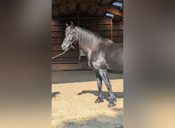 Mérens, Mare, 6 years, 14,3 hh, Black